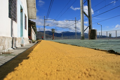 camino de baldosas amarillas